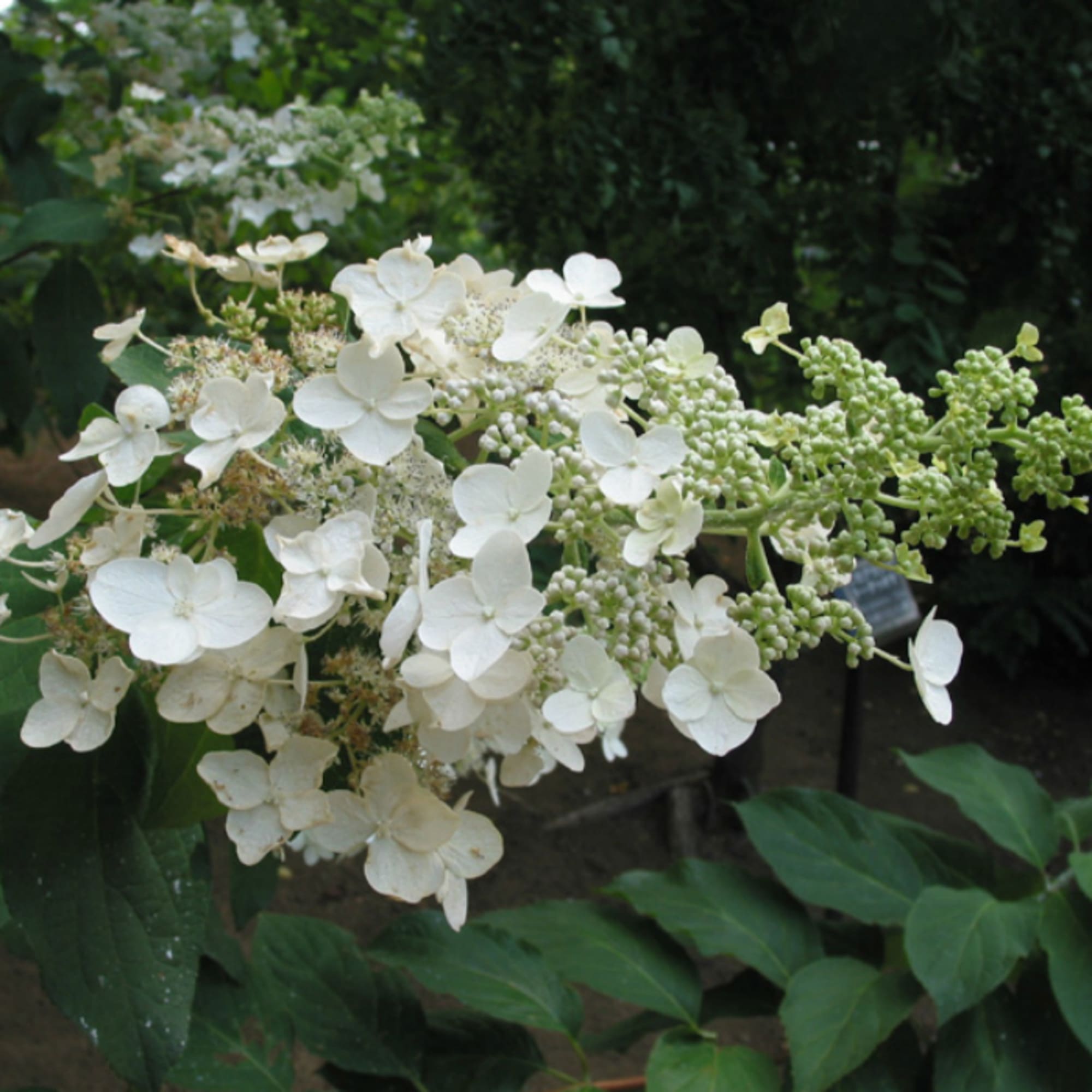 81959185 Гортензия метельчатая «Юник» Р9 Santreyd  - Вид №2