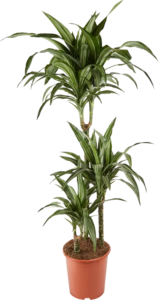 Santreyd Драцена Фрагранс — вечнозеленая комнатная пальма с высоким ростом 84586885