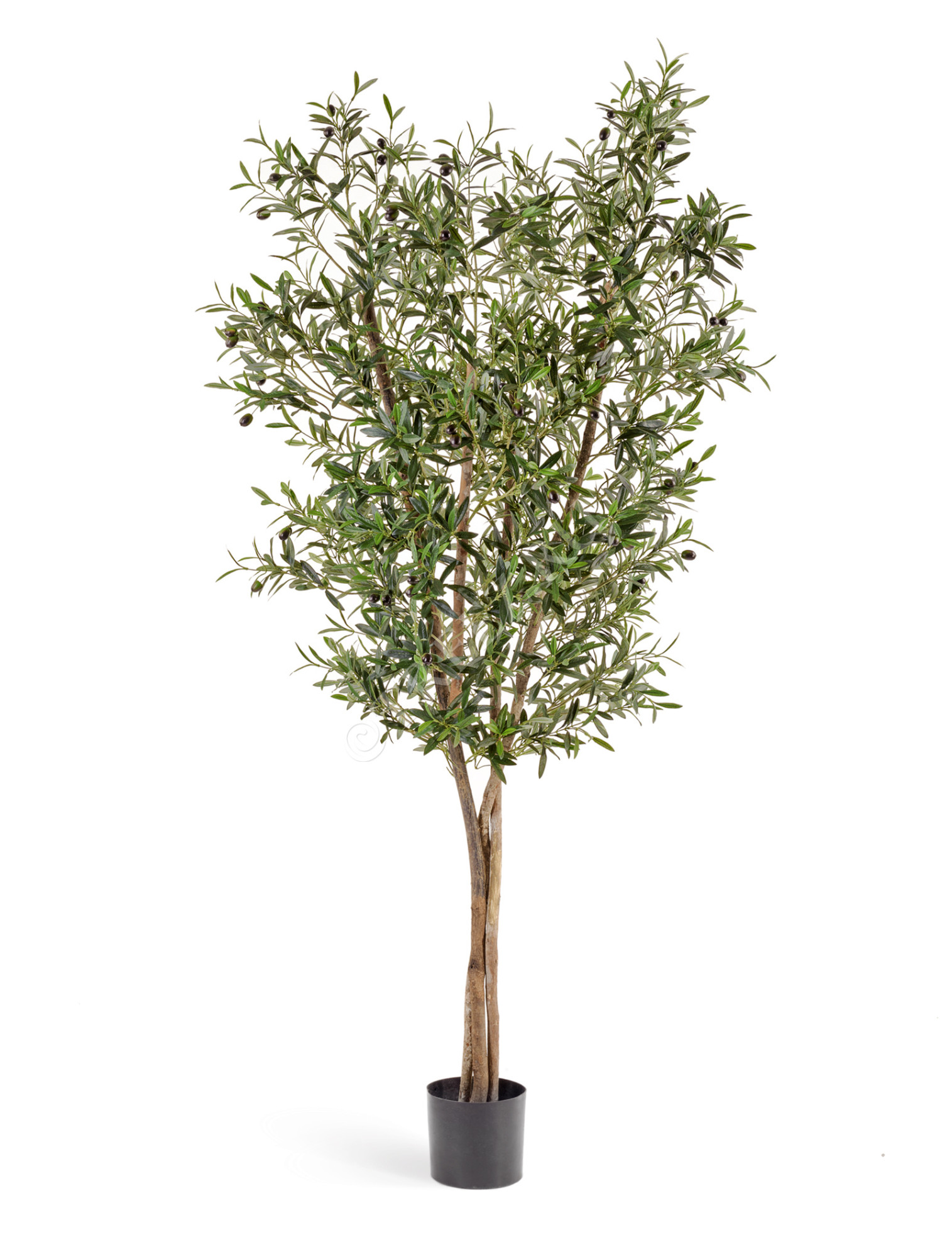 10.28006N Олива Нэйчерел с плодами Цветочная коллекция 