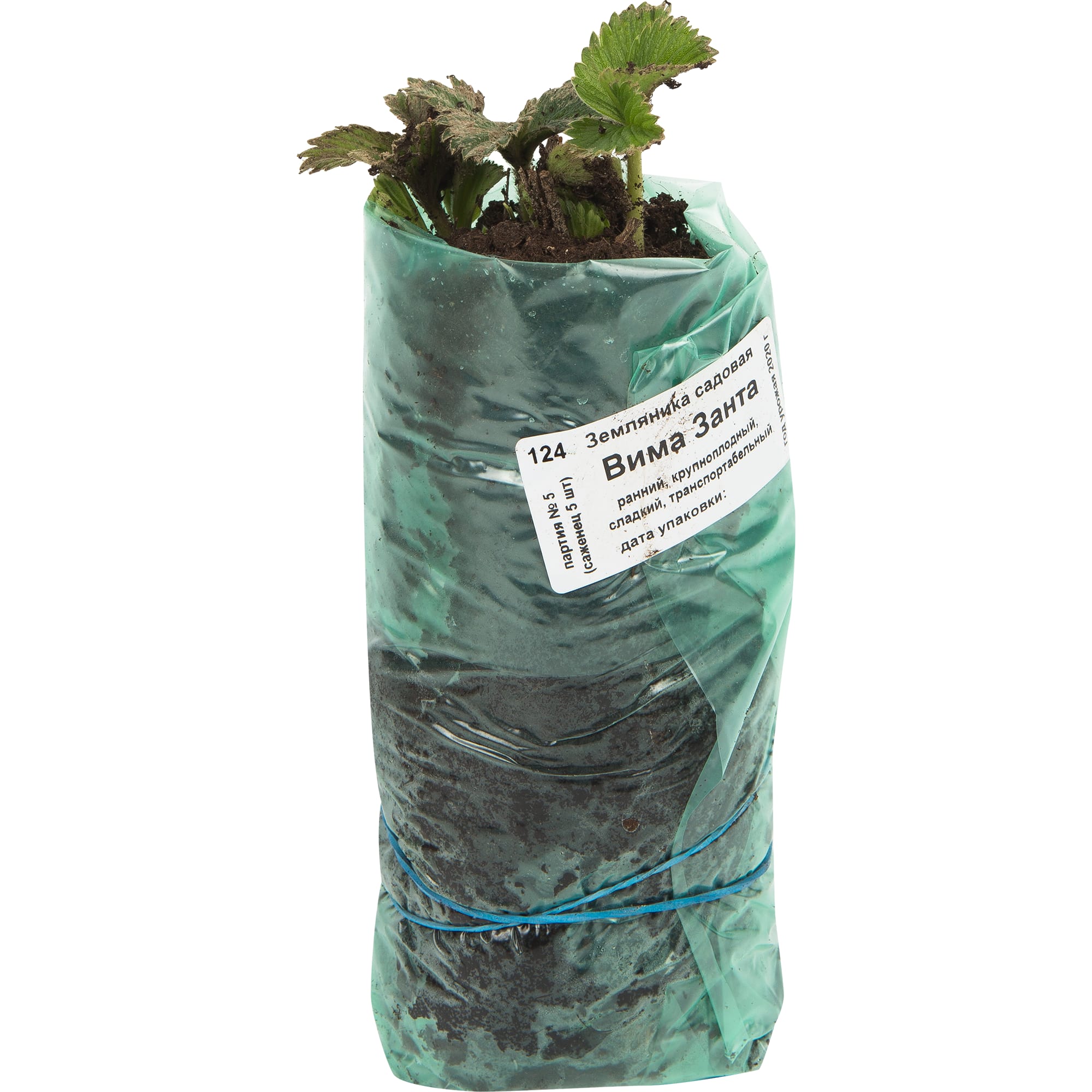 82528925 Земляника традиционная ранняя 5 шт Santreyd  - Вид №2