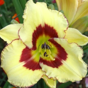 Лилейник «El Desperado I»