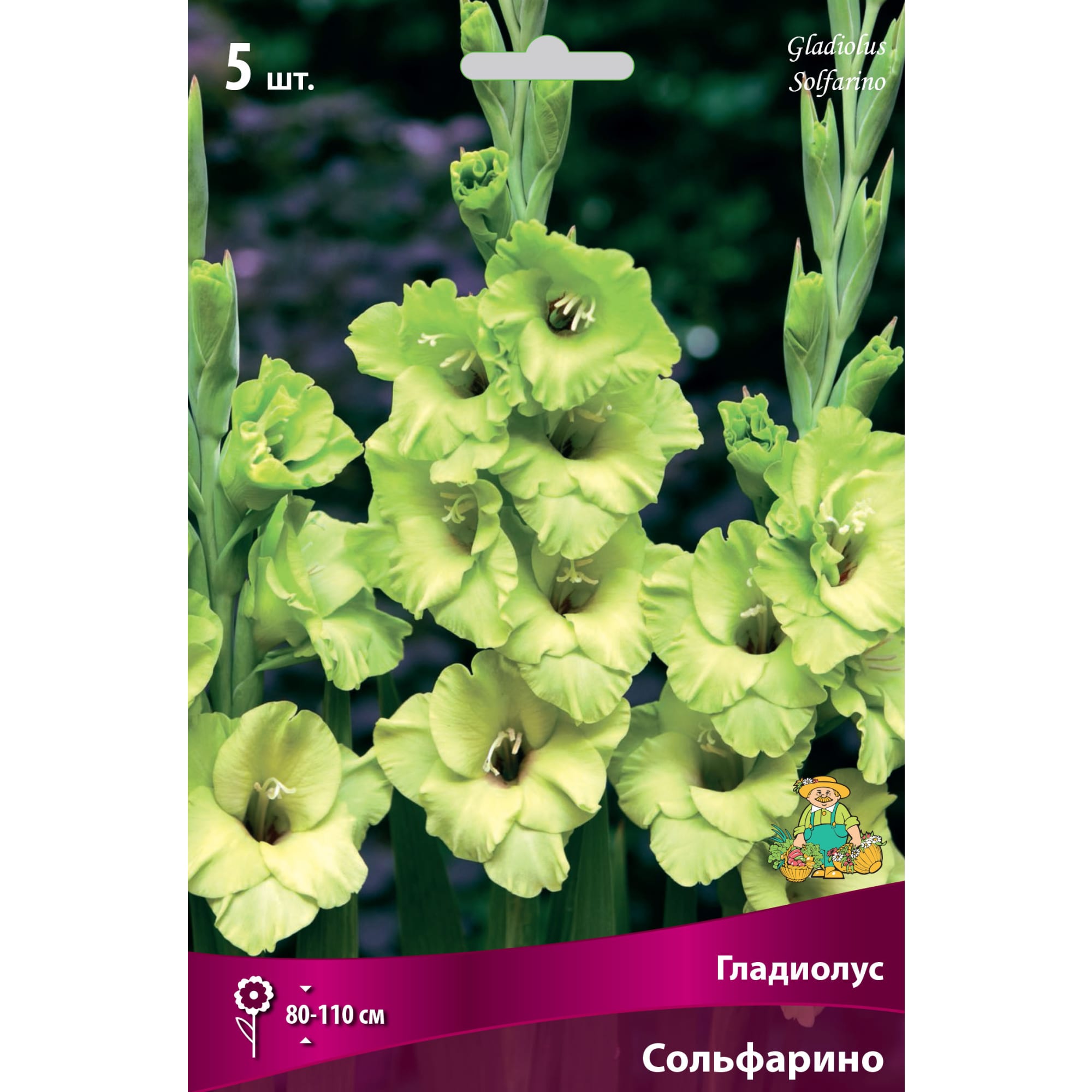 83596982 Гладиолус крупноцветковый Сольфарино луковица 12/14 Santreyd 
