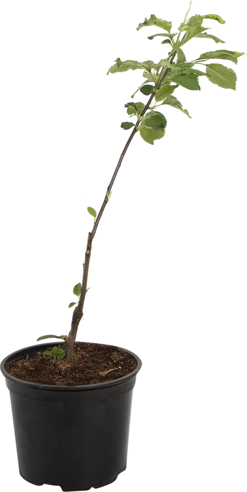 Яблоня карликовая «Чудное» от Santreyd - компактное дерево с крупными плодами 82585461