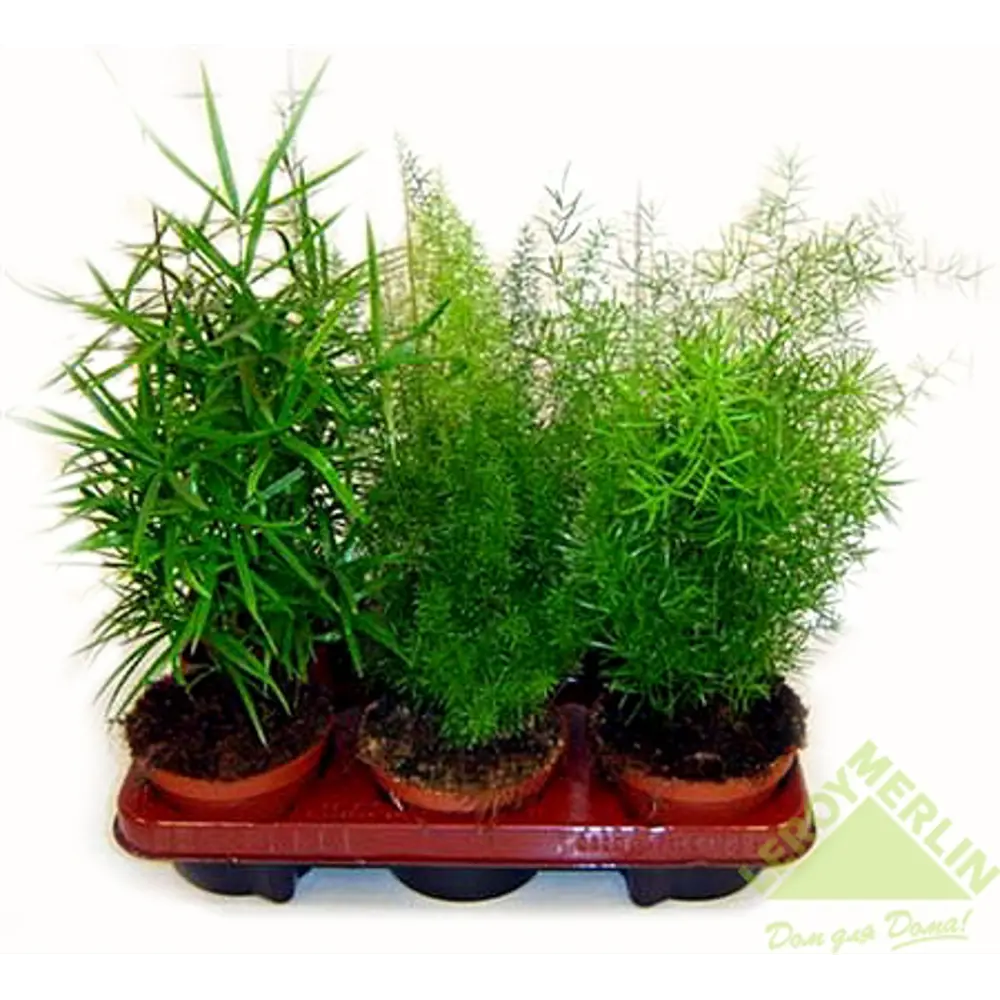 Аспарагус Сетацеус Santreyd — изящная перистая спаржа для интерьера 12500192 STLM-1343539