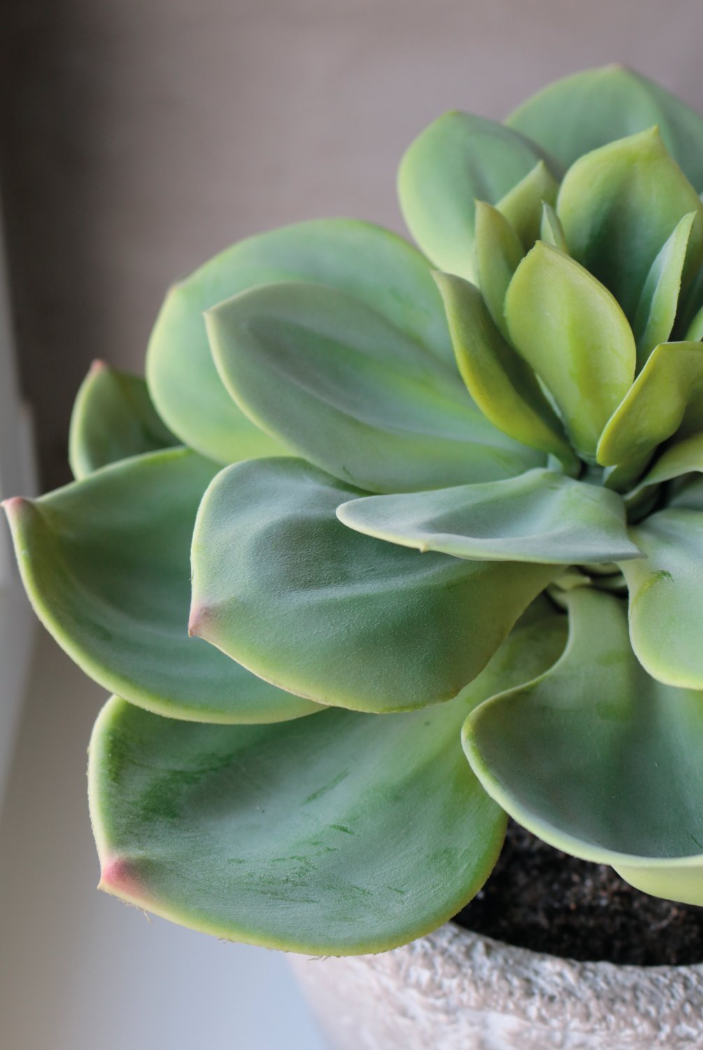 6401 883 a3 Искусственный суккулент, горшок, 33 см, зеленый H-andreas  - Вид №4