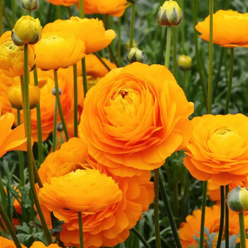 Ранункулюс «Orange», 5х6 см GEOLIA STLM-2091618