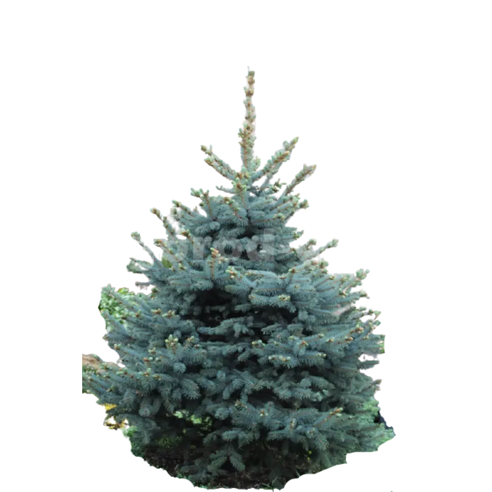 Ель колючая Глаука ø15 h65 см 84834193 STLM-2198235 PLANTMARKET 