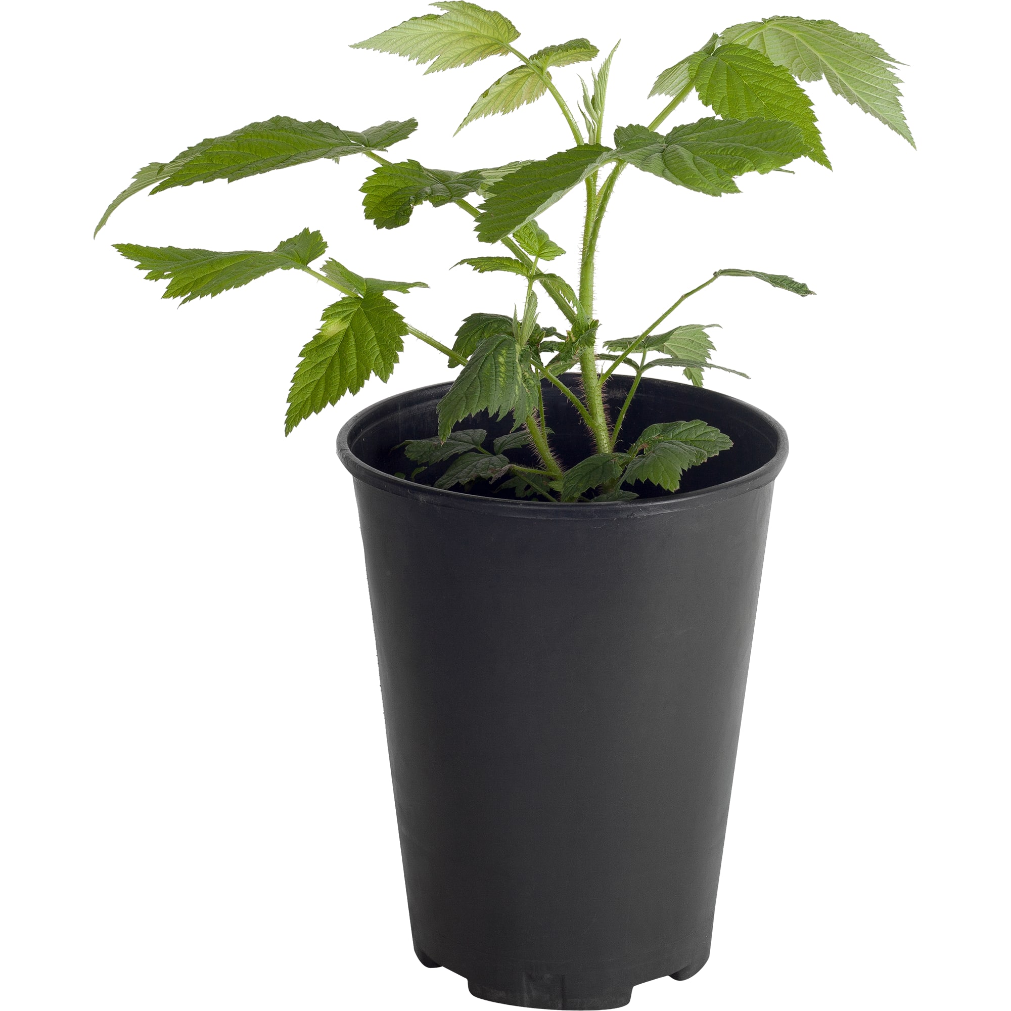 18469755 Малина ремонтантная «Геракл», С3-С4 Santreyd 