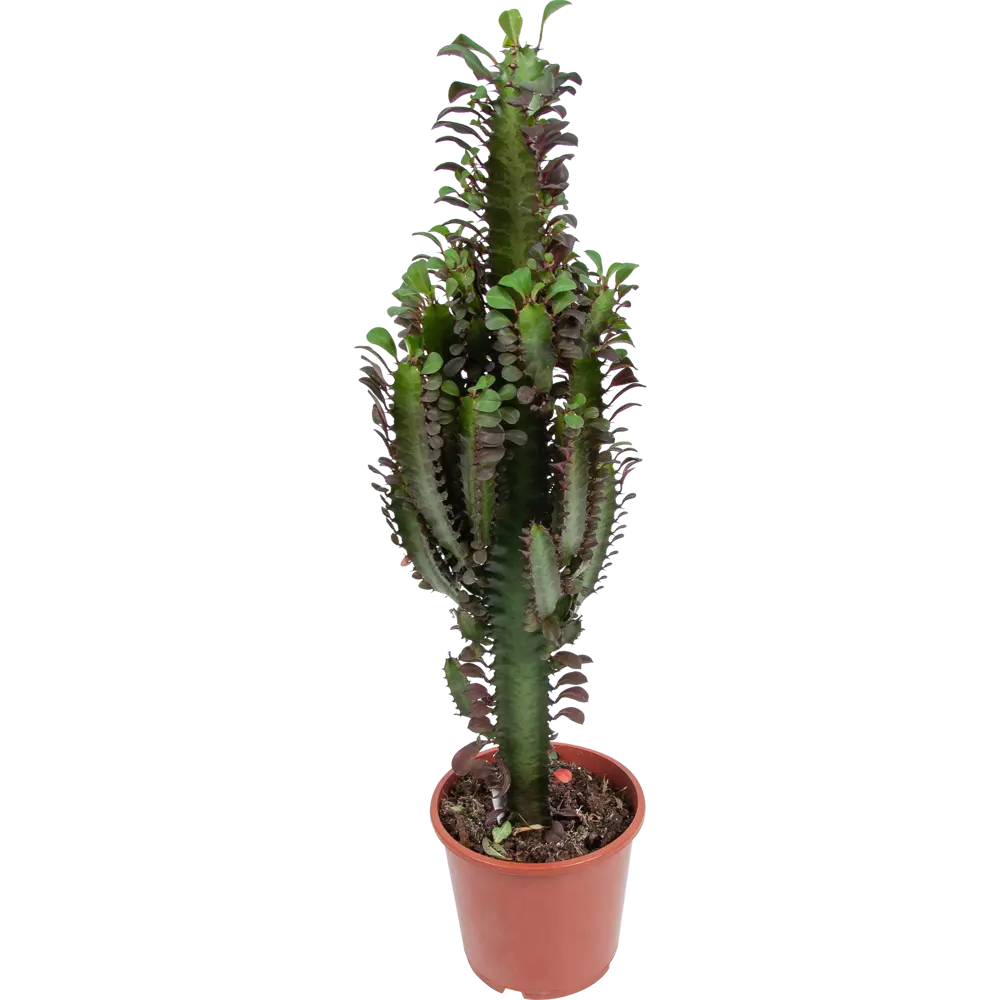 Эуфорбия микс 17x55 см 82850442 STLM-2121559 Santreyd 