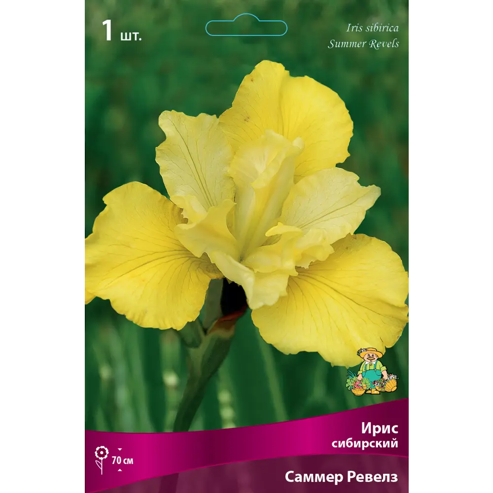 Ирис сибирский Саммер Ревелз 82530210 STLM-2005153 Santreyd 