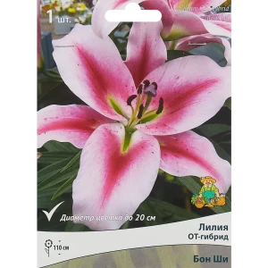 ПОИСК Лилия Бон Ши - розовая красота для вашего сада 85186036
