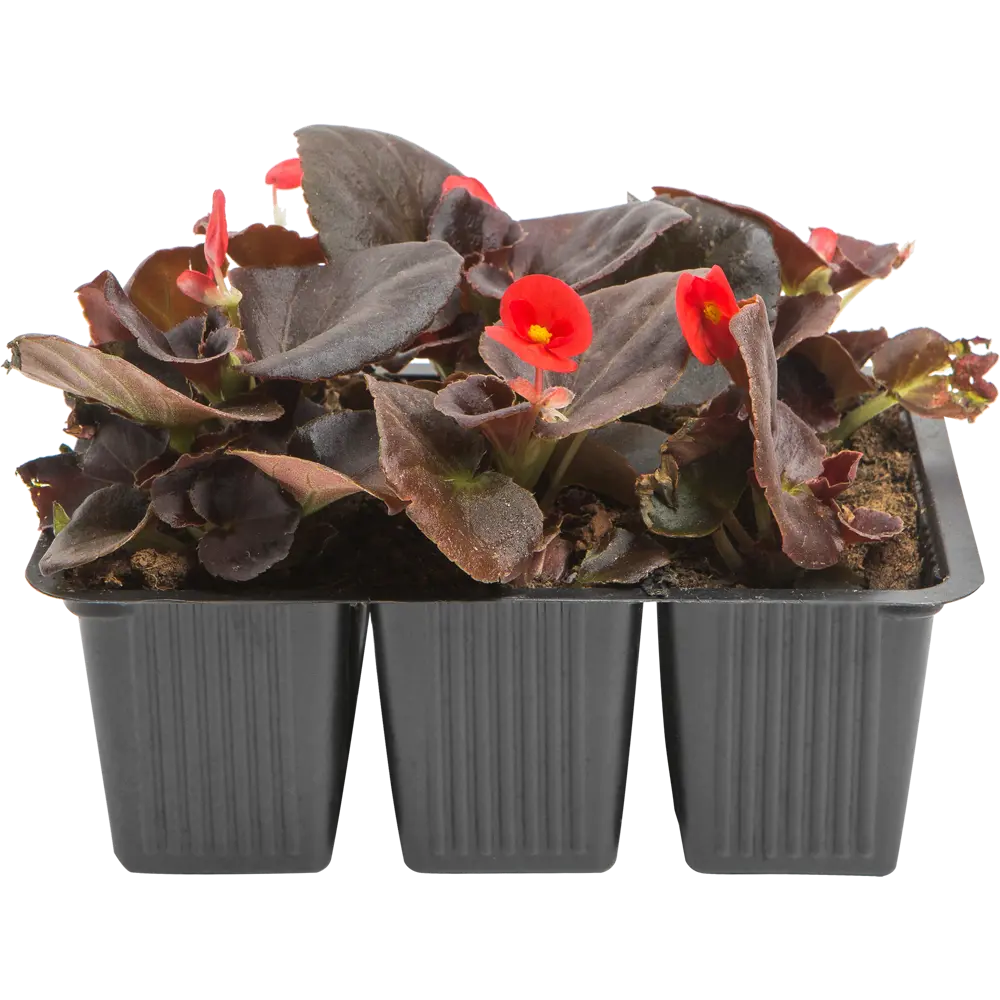 Бегония вечноцветущая Santreyd - пышное цветение с июня до заморозков 82625818 STLM-0952247