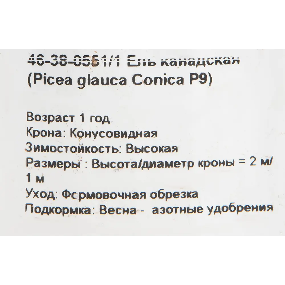 Ель сизая канадская «Коника» 9x15 см 82625380 STLM-2056833 Santreyd  - Вид №1