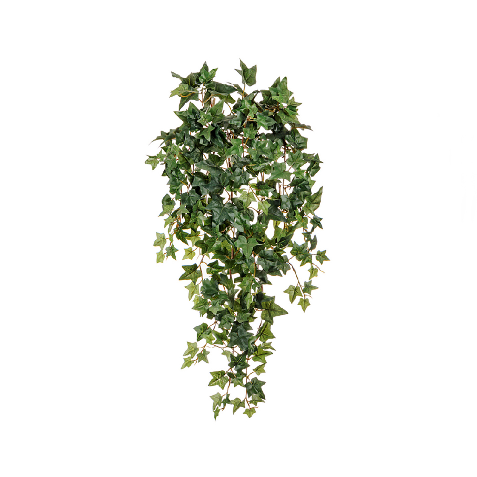 2000983170286 Английский плющ высота 130 см LINDDNA Santreyd 