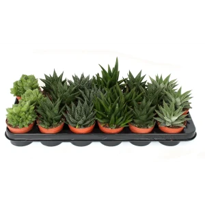 Хавортия Santreyd — суккулент для современного интерьера 89336263