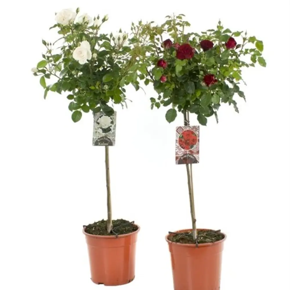 Santreyd Штамбовая роза Дворцы Мира - изысканное украшение сада 85324137 STLM-0061382 - Вид №2