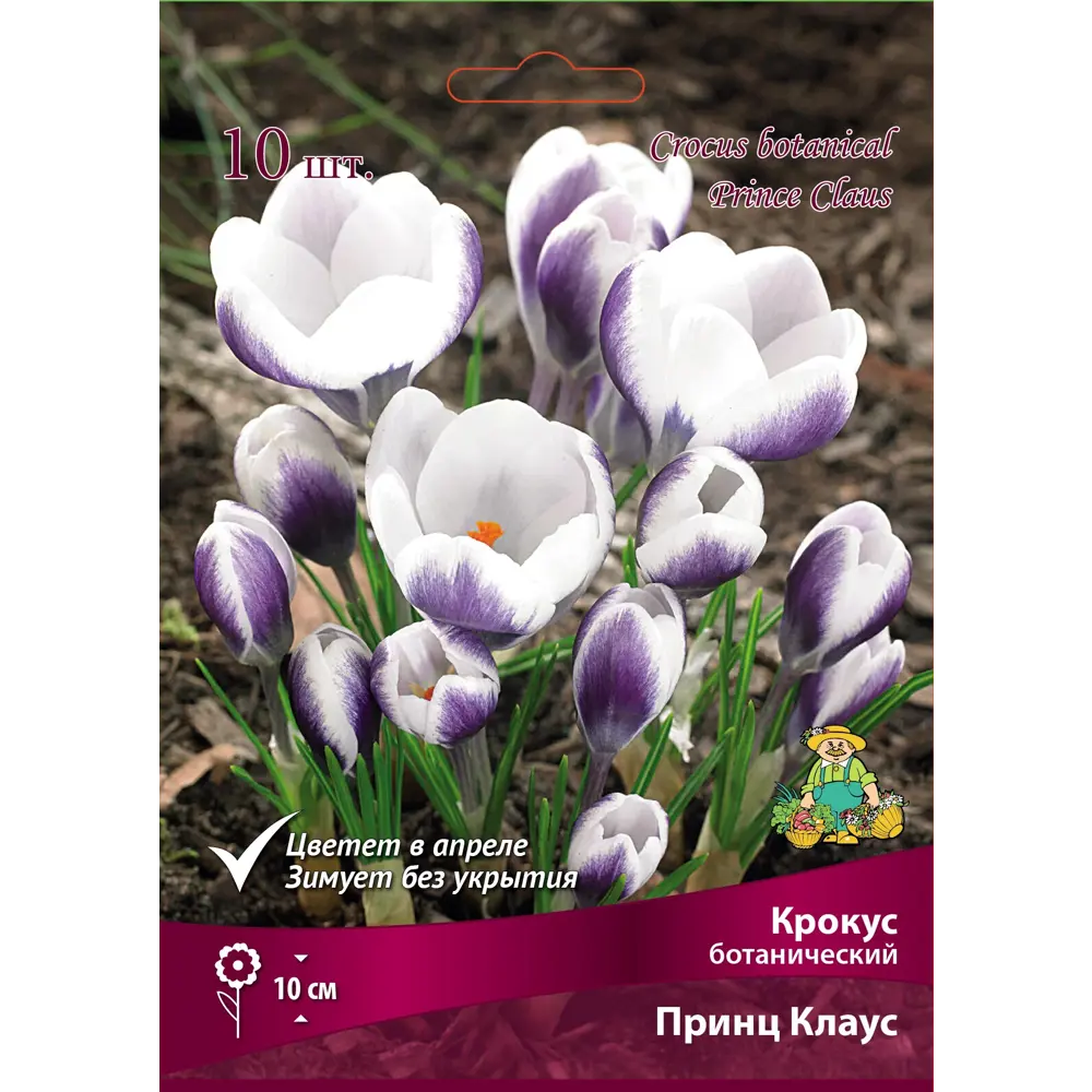 Крокус Принц Клаус от ПОИСК - изысканные луковицы для весеннего сада 89381273 STLM-1578148 - Вид №1