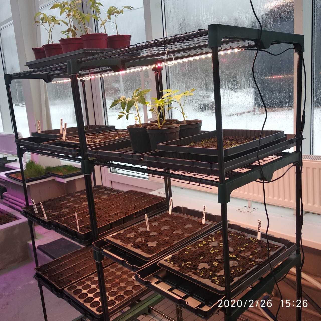 1911 Стеллаж для рассады 141*60*30 LAB.Space  - Вид №8