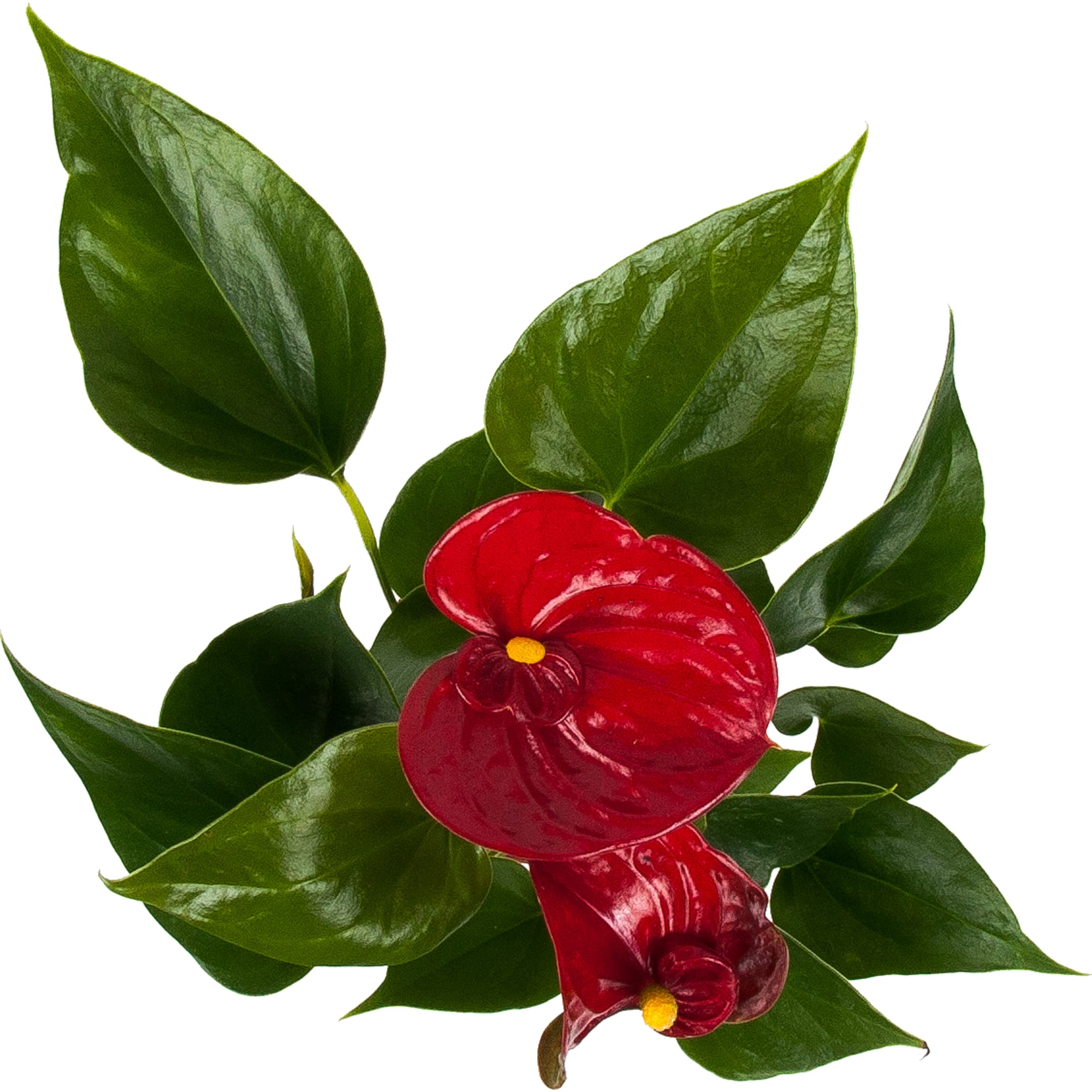 Антуриум Диамонд Рэд - цветущее комнатное растение в горшке 82548631 Santreyd STLM-0029508 - Вид №1