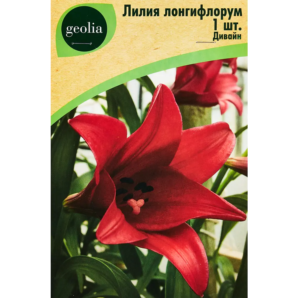 Лилия Лонгифлорум Дивайн 89349348 STLM-2028575 GEOLIA 