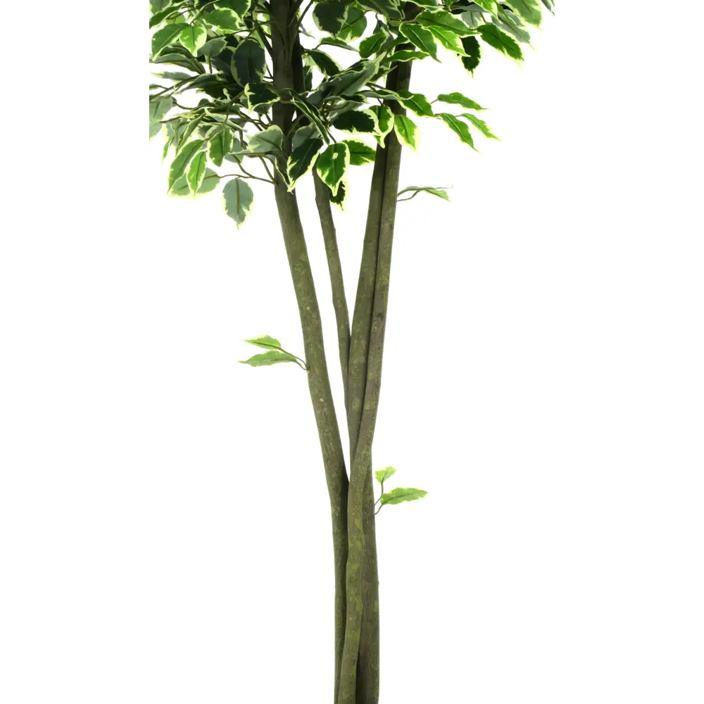 Фикус Наки Дуо Меланж ø21 h160 см Santreyd STLM-2114540 - Вид №5