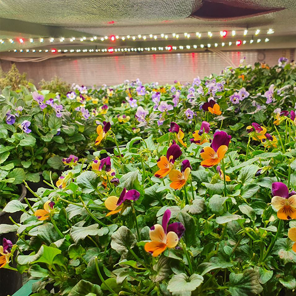 3537 Комплект Quantum line 60 см LAB.Space  - Вид №12