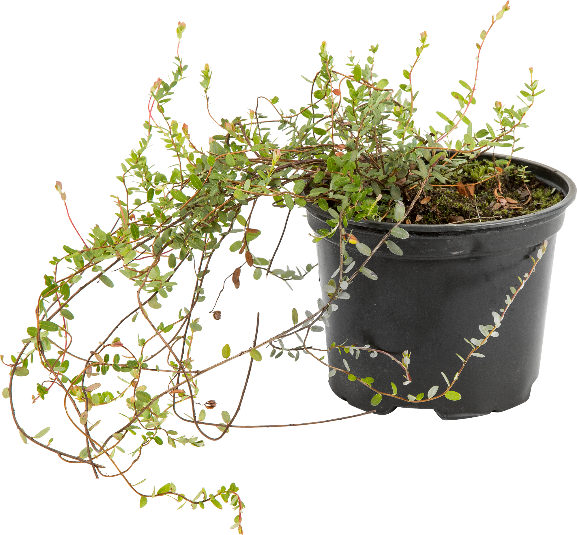 Саженец клюквы крупноплодной «Бен Лир» 82219575 Santreyd STLM-0022225