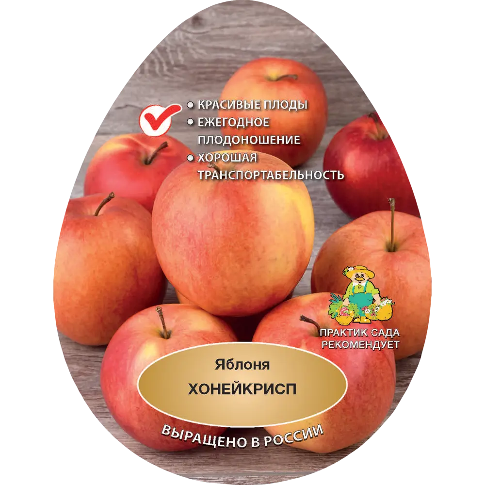 Яблоня Хонейкрисп h200 см в сетке Поиск Инвест 84399342 STLM-2152063 Santreyd 