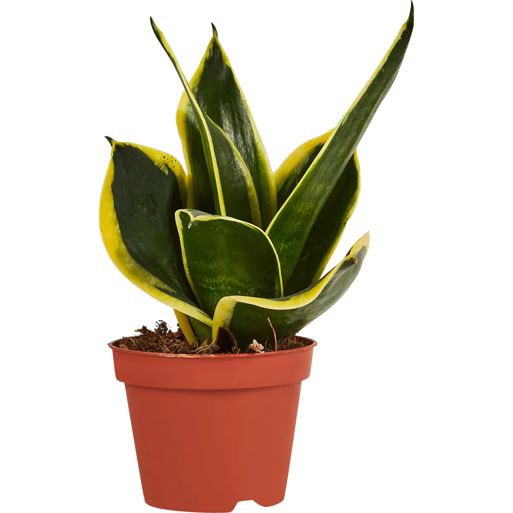 Santreyd Сансевиерия Хахна Пагода — изящный тещин язык в горшке 87959854 STLM-0964211