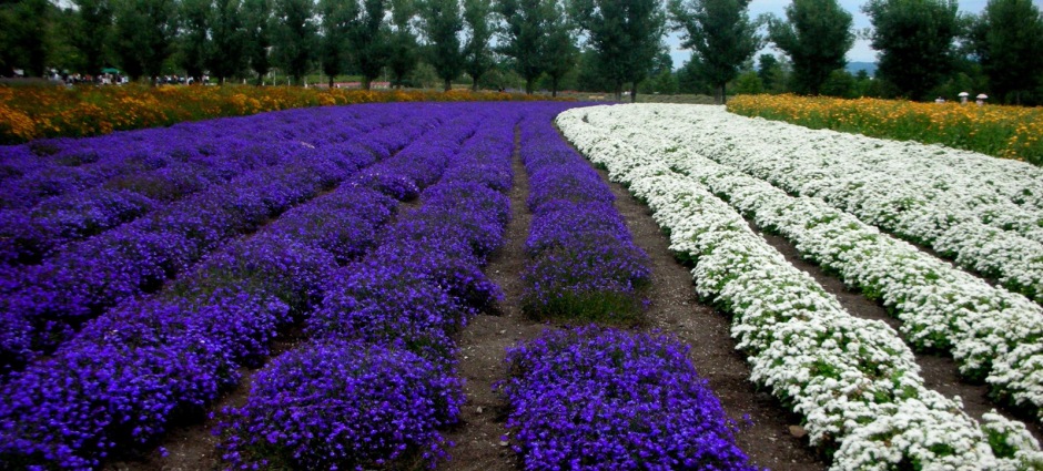 002430 Ковер Hokkaido Veo Veo Japan Santreyd - Вид №1