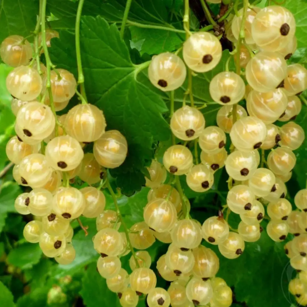 Смородина белая «Белая Фея» (перспективный сорт) 81951328 STLM-2042954 Santreyd  - Вид №1