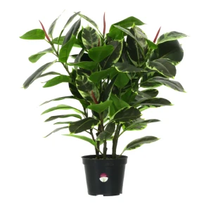 Искусственное растение Фикус Робуста ø17 h70 см