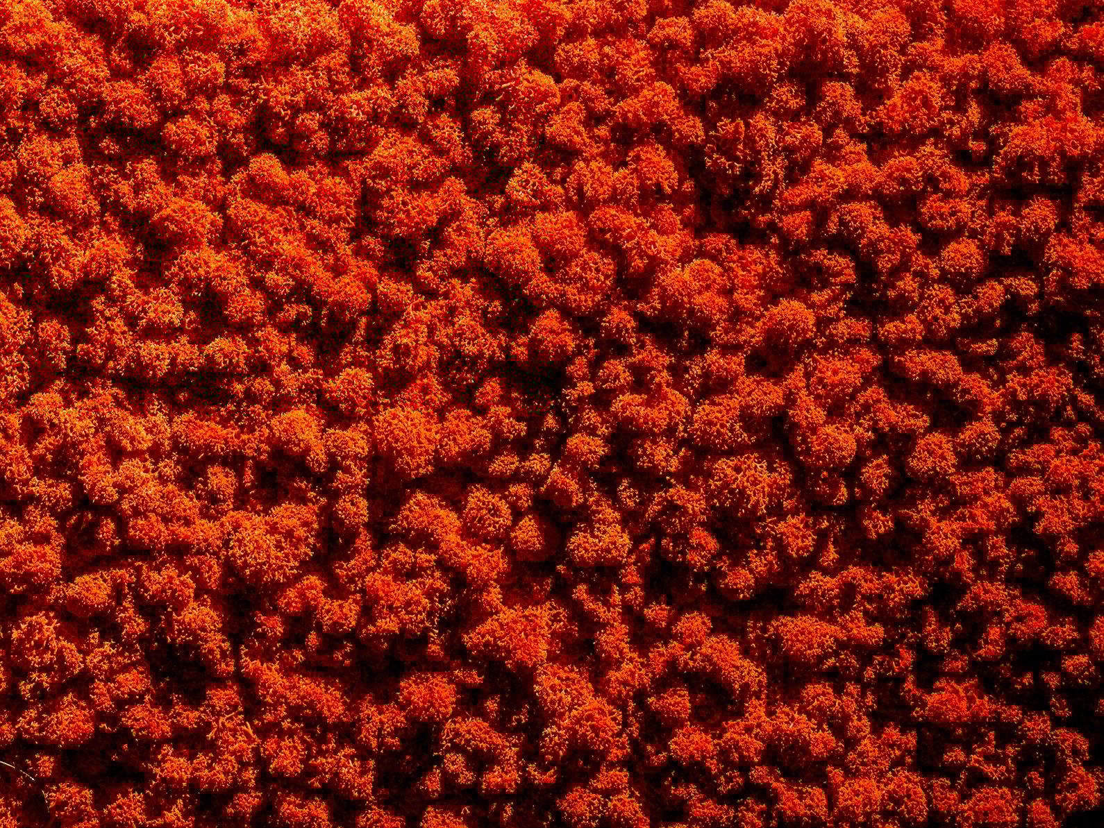 Растительная картина из мха Freund GmbH ARCH-00015463 - Вид №8