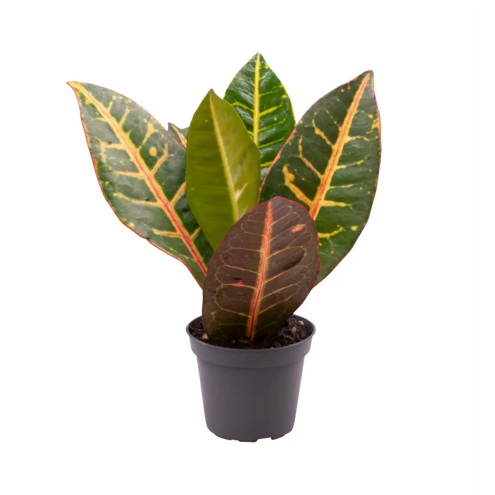 Santreyd Кодиеум Петра — яркий акцент для интерьера 89375008 STLM-0961426