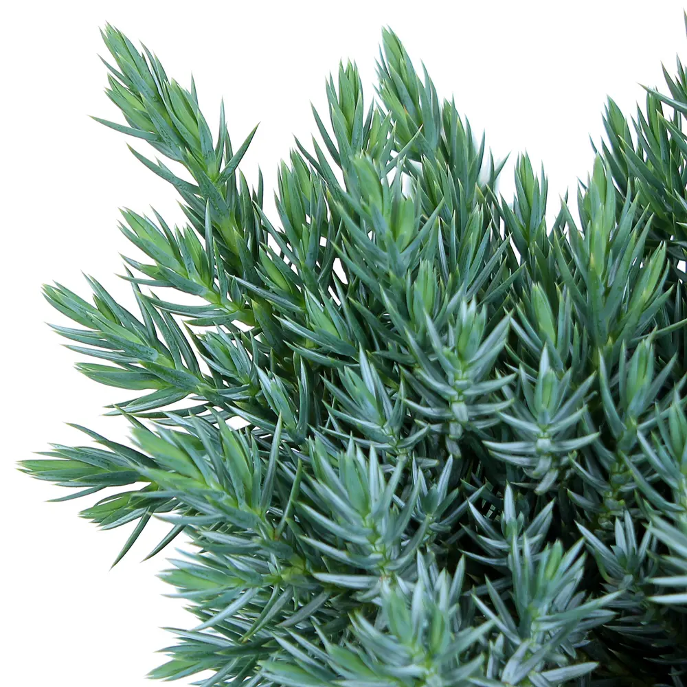 Можжевельник чешуйчатый «Блю Стар» С2, 20-30 см 81969341 STLM-2112687 PLANTMARKET  - Вид №1