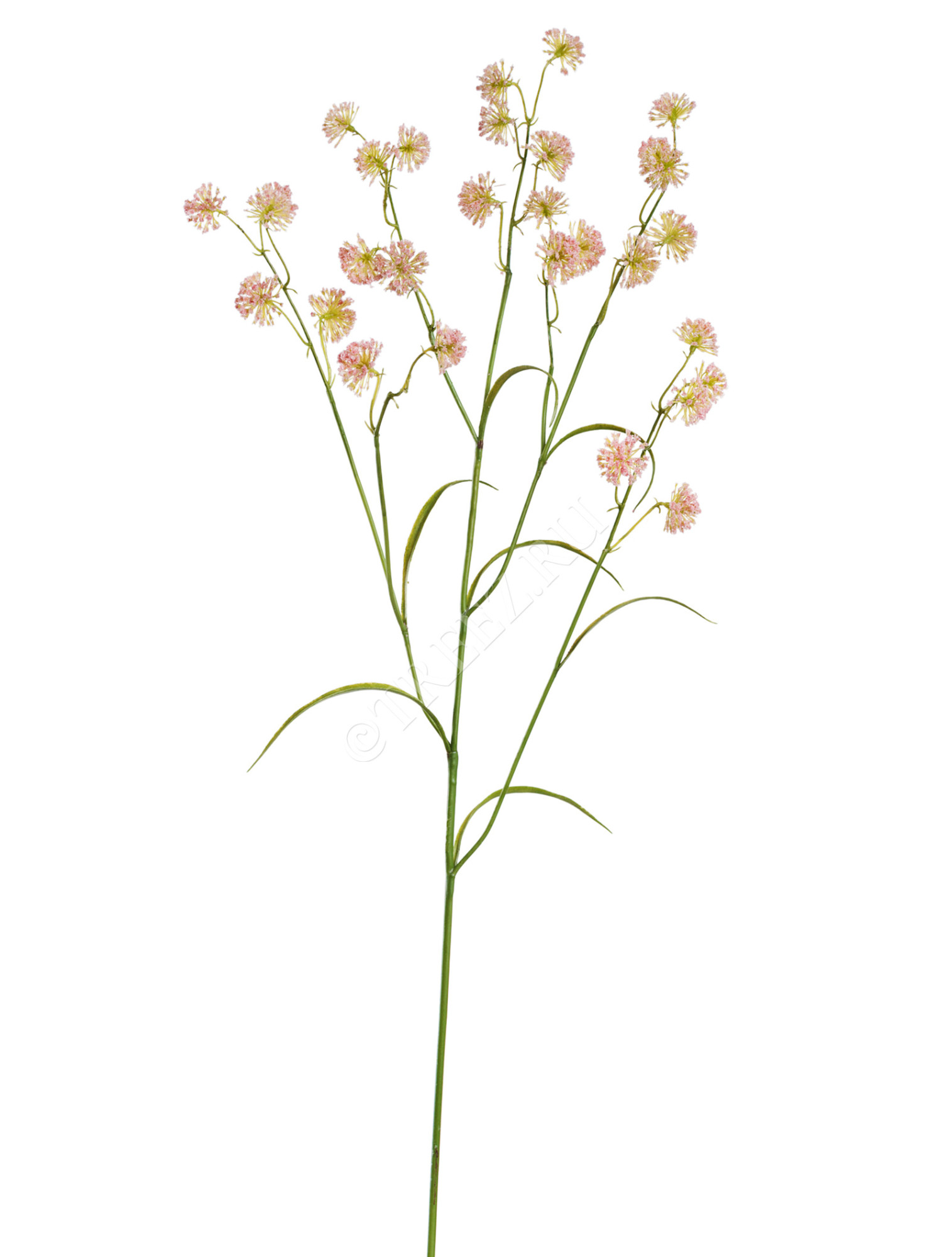 30.0617214PK Астранция Вайлд нежно-розовая Цветочная коллекция 