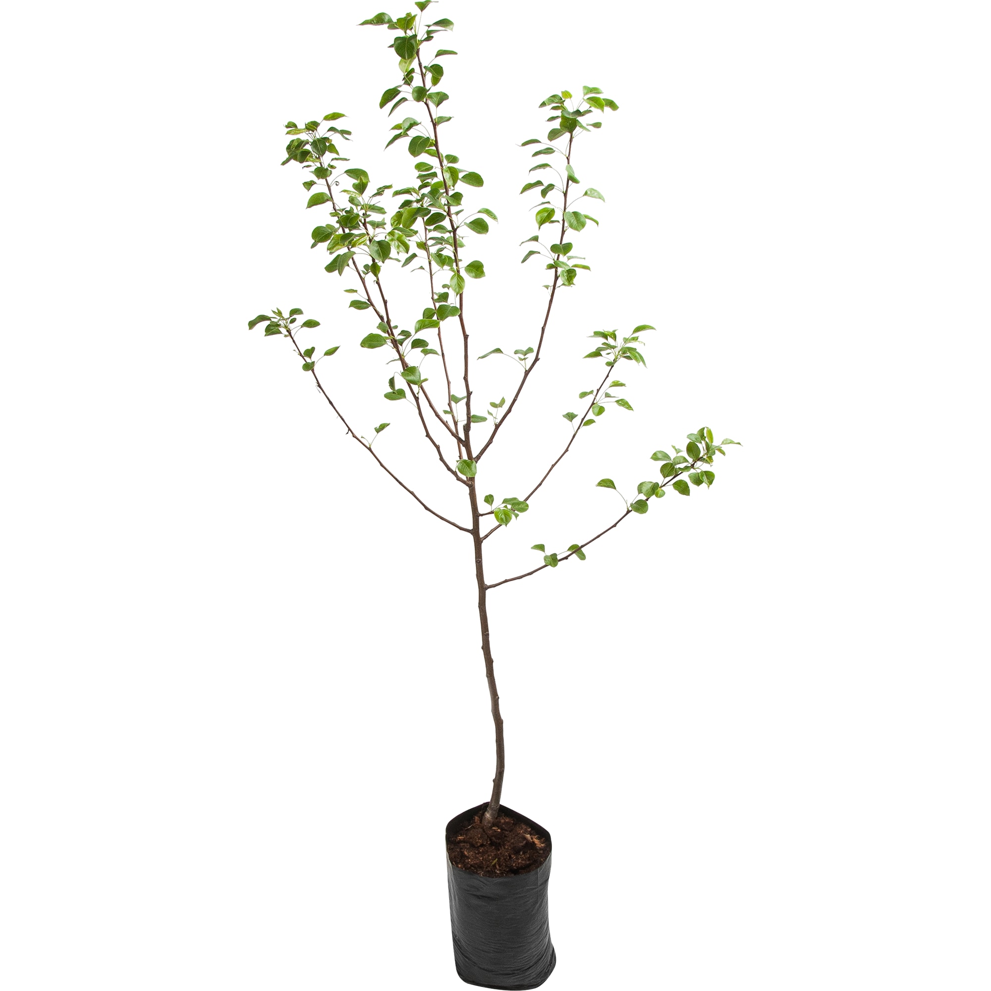 82601717 Груша «Отрадненская» 3-5 л высота 100 см Santreyd 