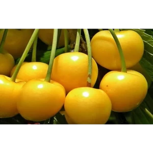 Саженец черешни Рондо - желтоплодный сорт для сада 89432289