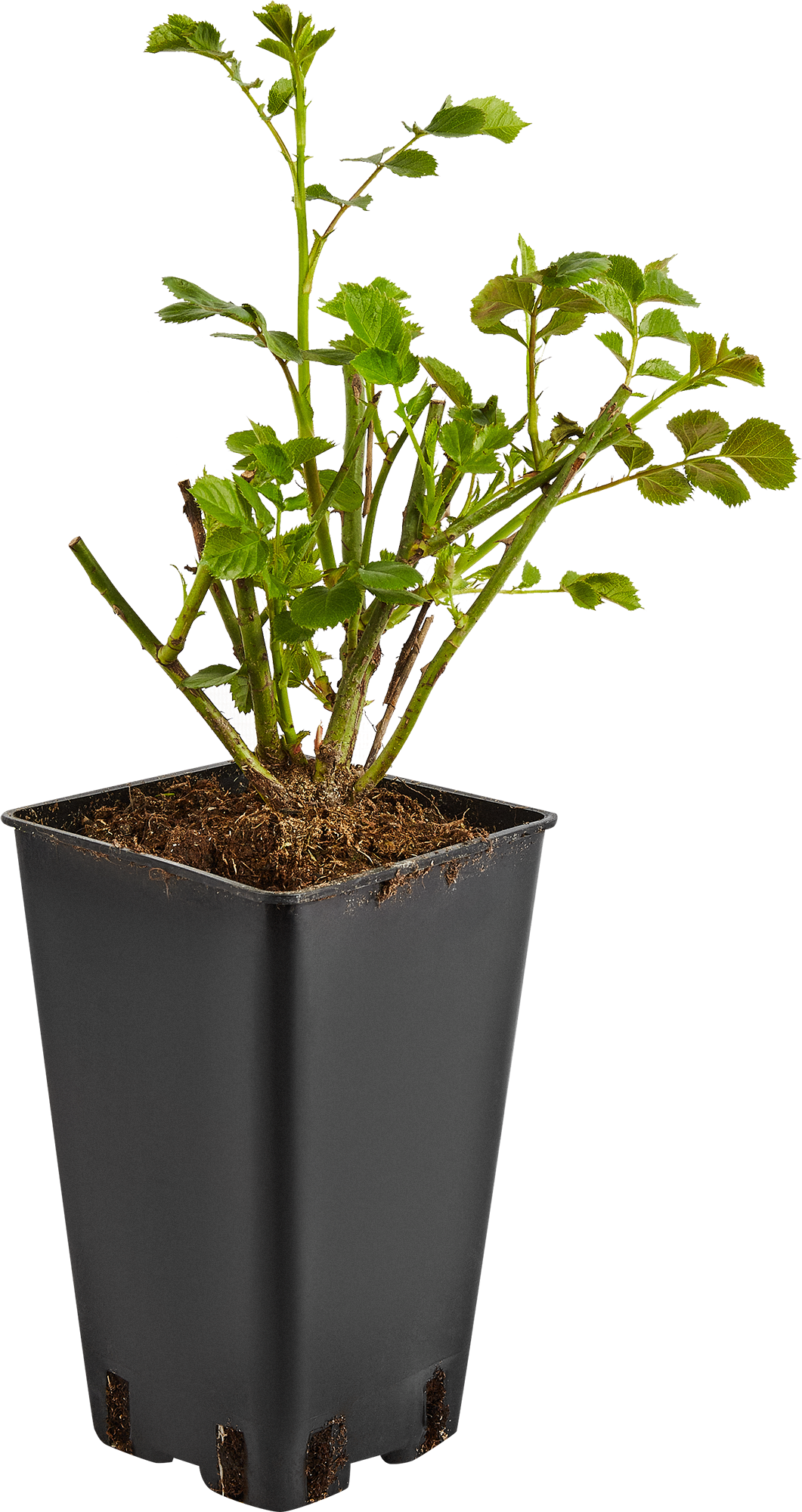 Чайно-гибридная роза Santreyd - многолетний саженец с разноцветными бутонами 85589138 STLM-0064354 - Вид №2