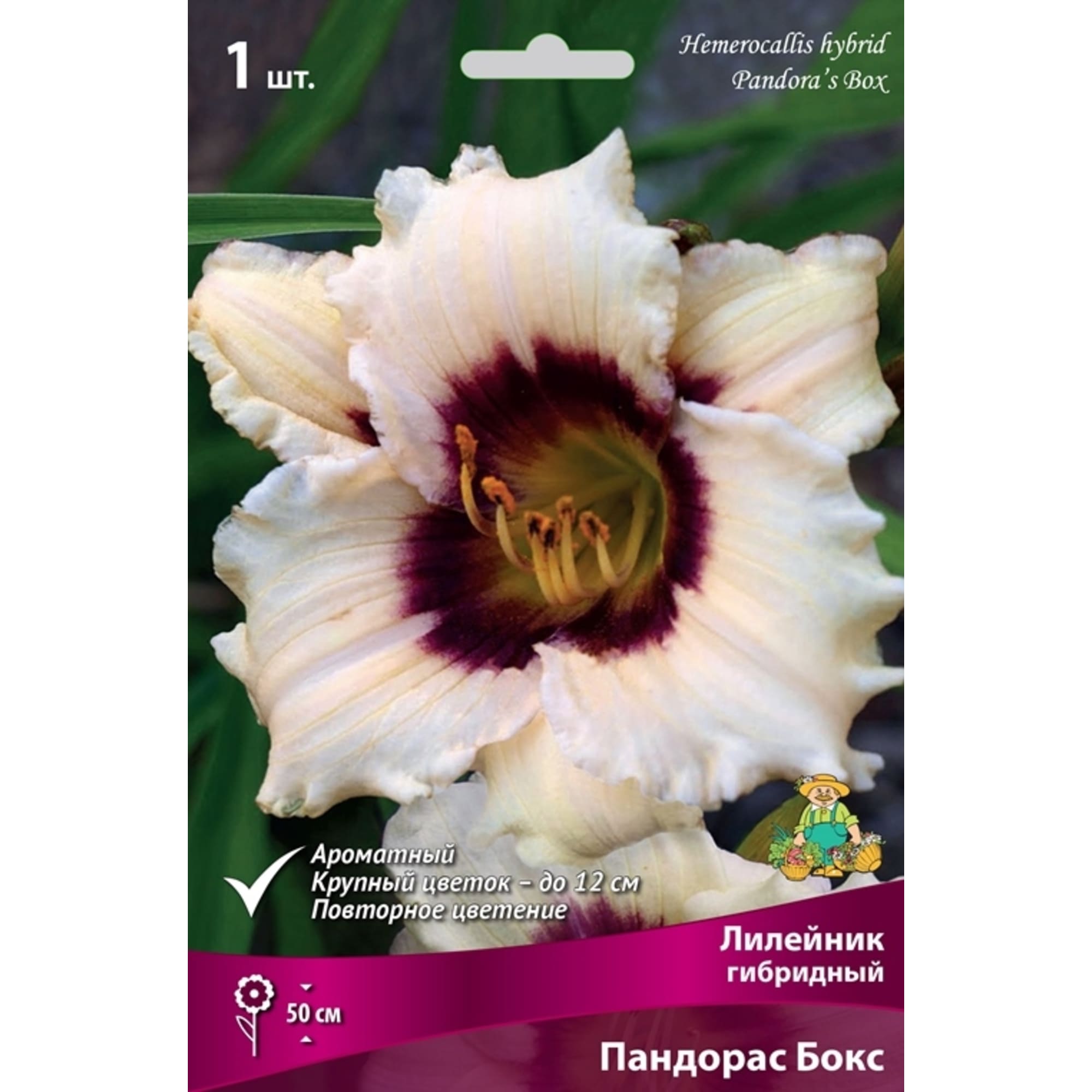 83597560 Лилейник гибридный Пандорас Бокс луковица I Santreyd 