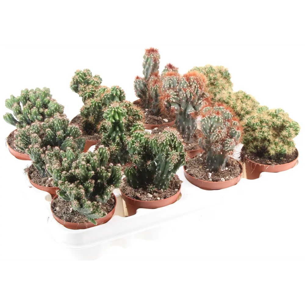 Santreyd Кактус Рок микс — живой декор для интерьера 85062778 STLM-0058112 - Вид №3