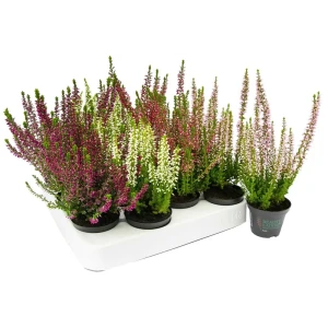 Вереск Бьюти Ледис Santreyd - вечнозеленый кустарник с красными цветами 89383112