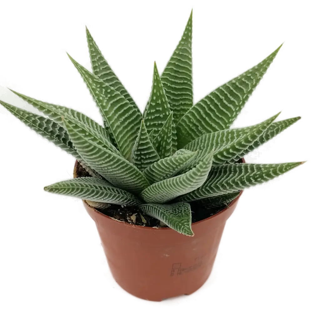 Santreyd Хаворция Спайдер Вайт - суккулент с белыми полосками 82935554 STLM-0038144