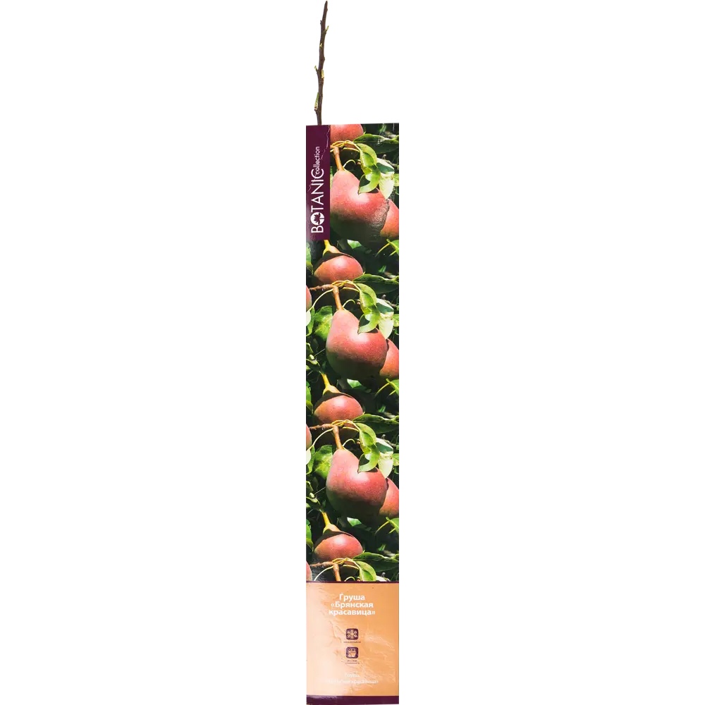 Груша Брянская красавица в тубе 82539558 STLM-2099407 BOTANIC COLLECTION 
