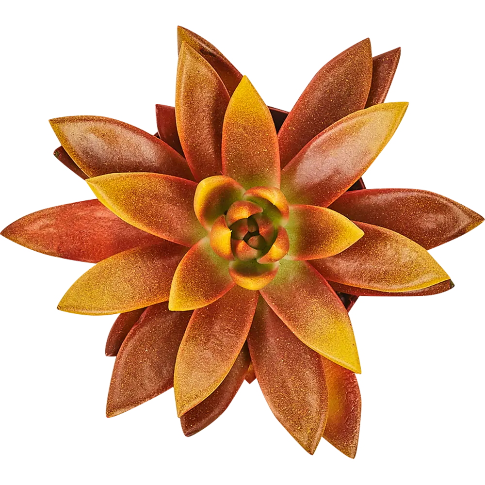 Santreyd Эхеверия микс - суккулент в декоративной росписи 82877379 STLM-0950716 - Вид №1