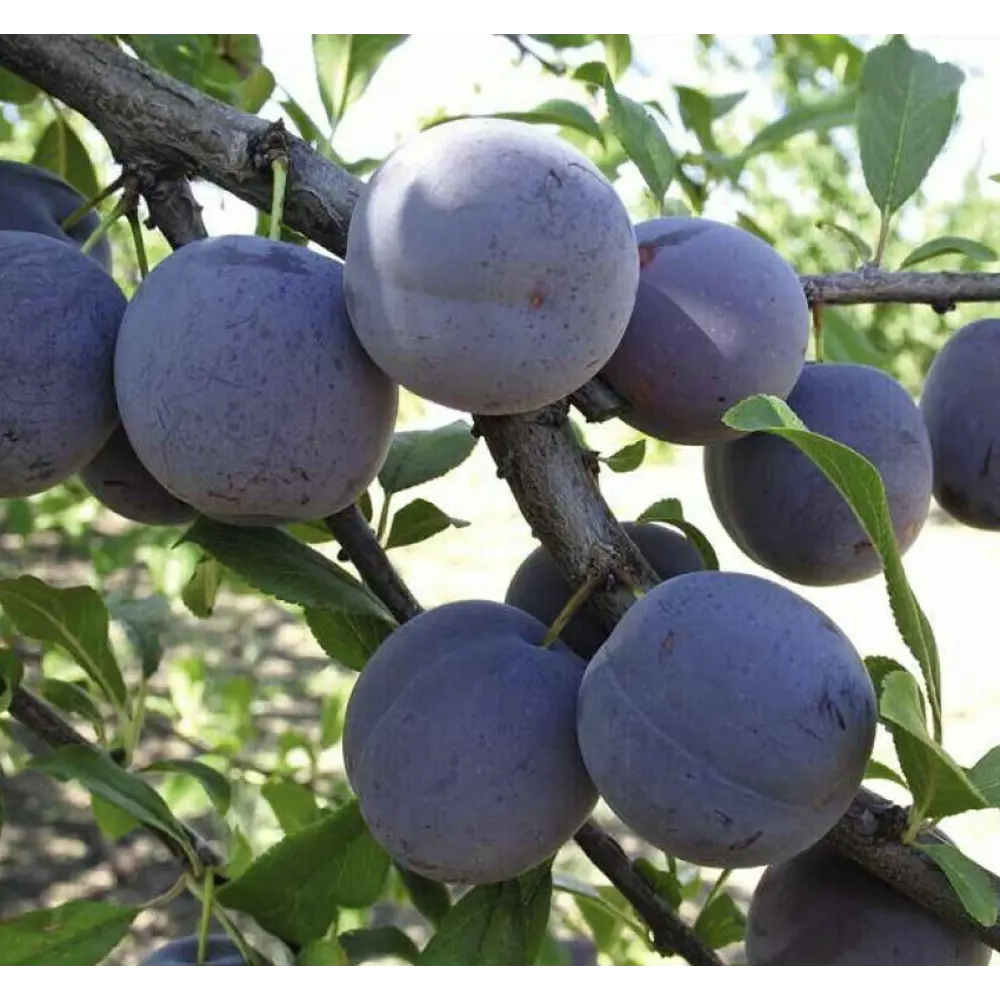 Слива Ренклод Советский ø22 h80 см PLANTMARKET STLM-2063114