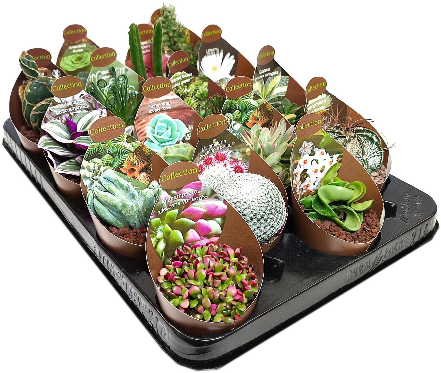 Композиция суккулентов Santreyd микс в горшке ø6.5 см 88477122