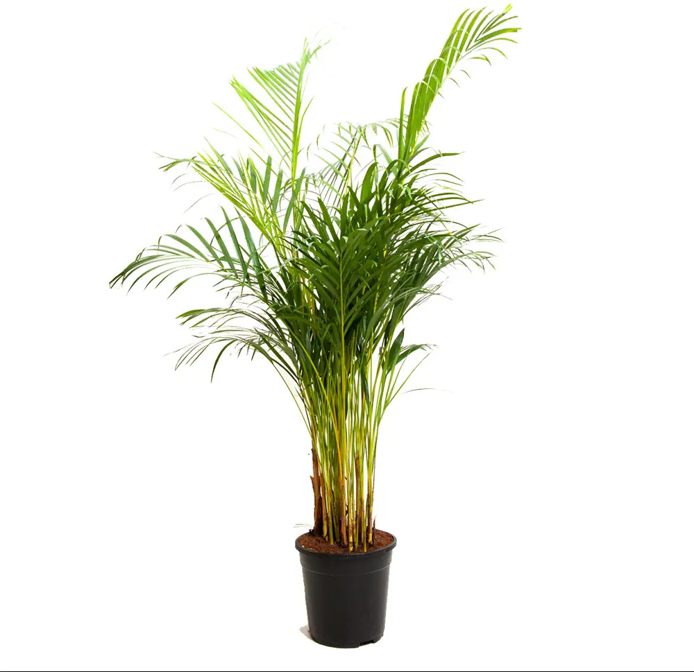 Santreyd Арека Пальма — тропический акцент для вашего интерьера 86749958