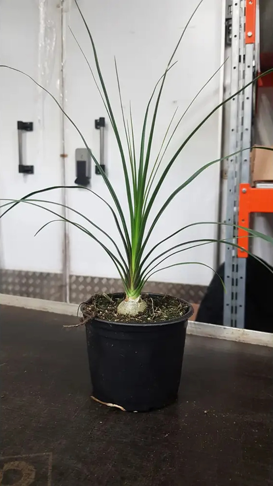 Santreyd Нолина — мексиканская пальма для стильного интерьера 89351061