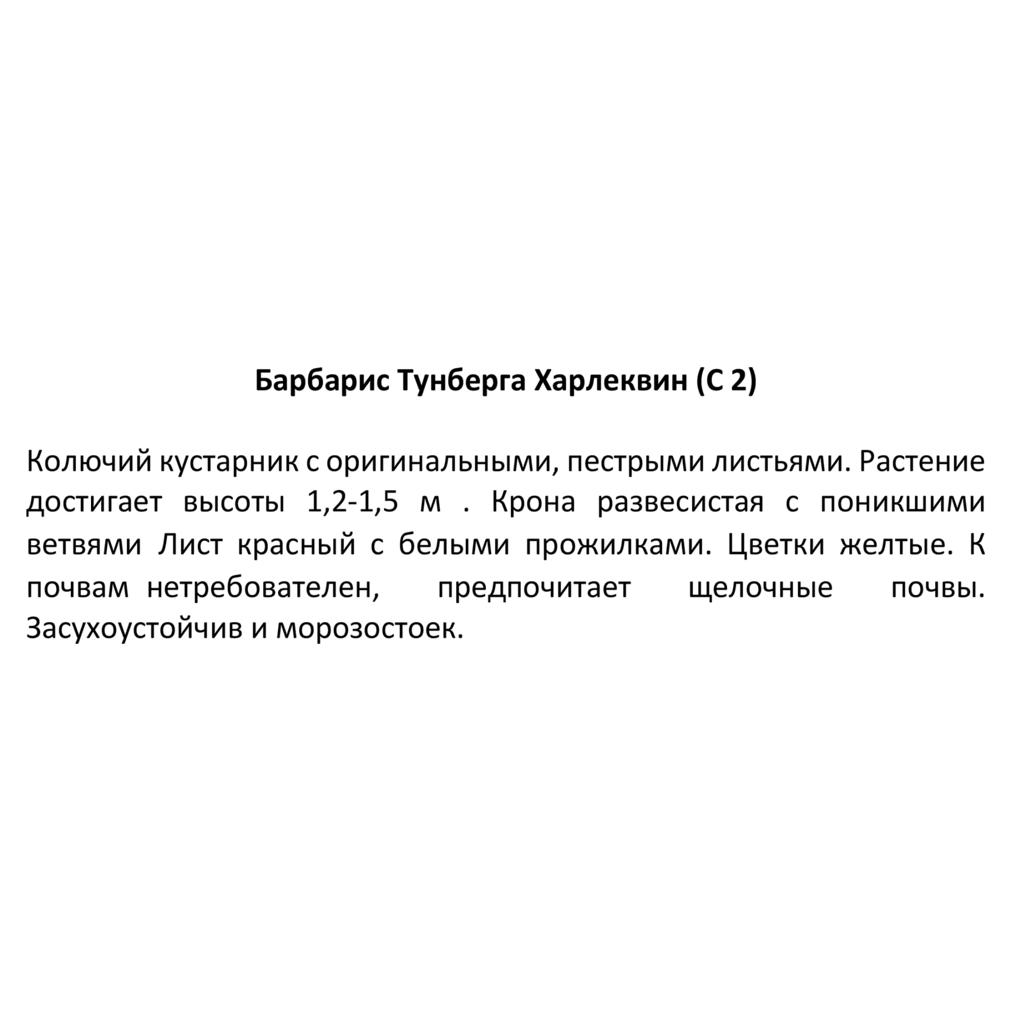 85325455 Барбарис Тунберга Харлеквин ø17 h30 см Santreyd  - Вид №2